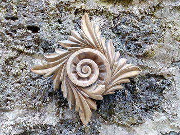 High angle view of flowering plant on rock