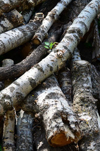 Full frame shot of tree trunk