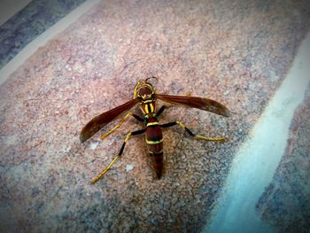 Close-up of insect