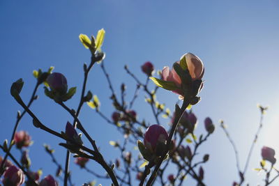 Low angle view of flowering plant against clear blue sky