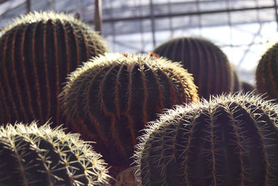 Close-up of cactus