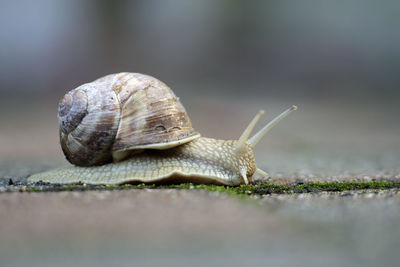 Close-up of snail