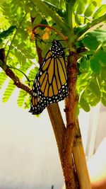 Close-up of butterfly perching on plant