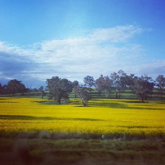 field, tree, landscape, tranquil scene, beauty in nature, rural scene, growth, sky, yellow, tranquility, agriculture, nature, flower, scenics, farm, crop, cloud - sky, freshness, cloud, day