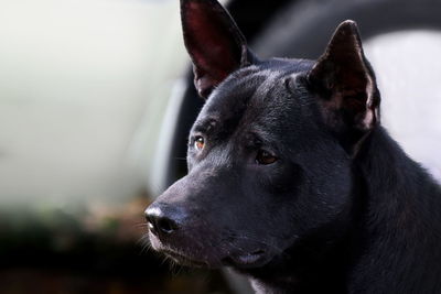 Close-up of dog