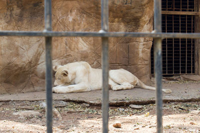 View of cat in cage