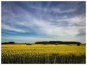 Scenic view of oilseed rape field against sky