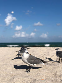 Seagulls on beach