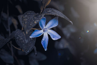 blue