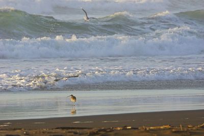 Seagull on beach against sky