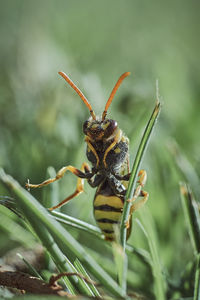 Close-up of insect on plant