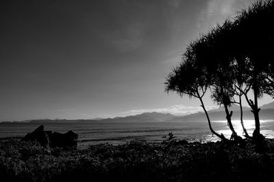 Silhouette tree on beach against sky