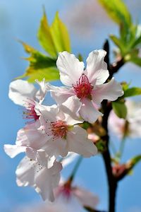 Close-up of apple blossoms in spring