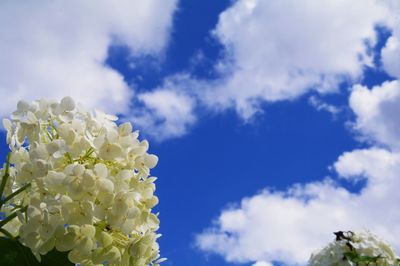 Low angle view of flowers against sky