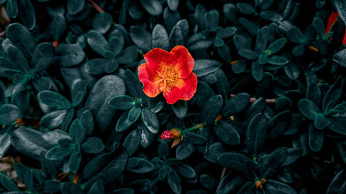 High angle view of red flowering plant