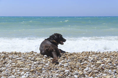 Dog on rock at beach against sky