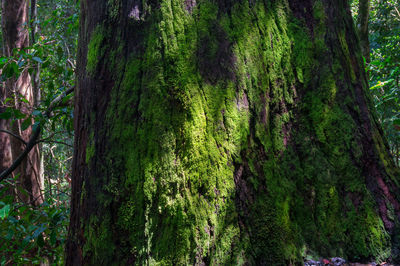 Close-up of moss growing on tree trunk