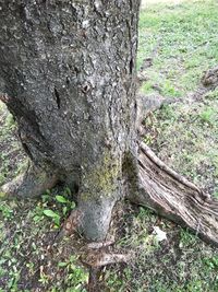 Close-up of tree stump in forest