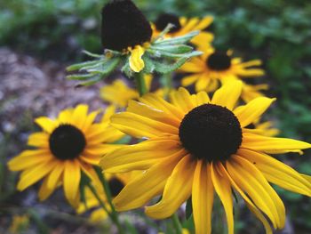 Close-up of yellow flowers blooming outdoors