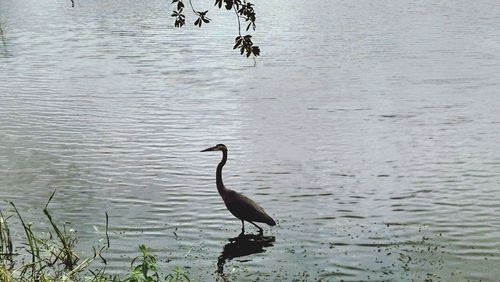 Bird perching on lake