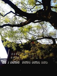 Low angle view of trees