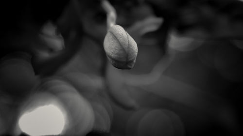 Close-up of flower against blurred background