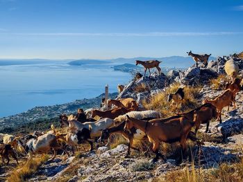 View of goats on field by sea against sky