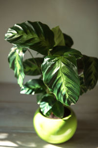 Calathea