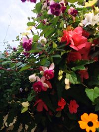 Close-up of pink flowering plants