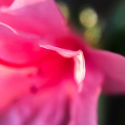 Close-up of pink flower