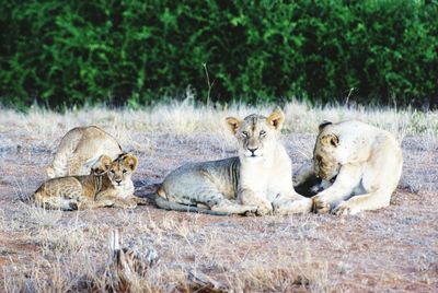 Lions sitting on field in zoo