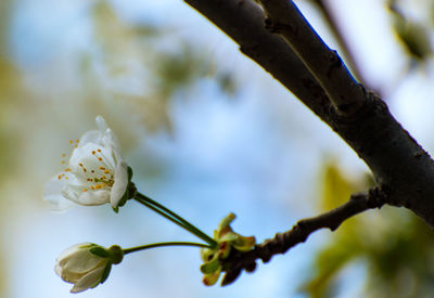 Close-up of white cherry blossom on branch