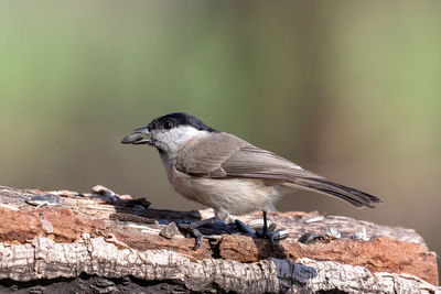 Close-up of bird perching on rock