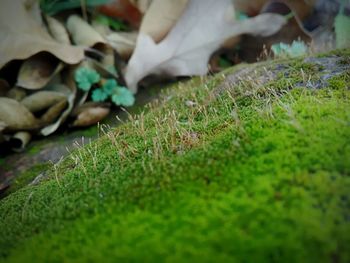 Close-up of mushrooms on field