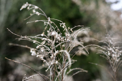 Close-up of wet plant