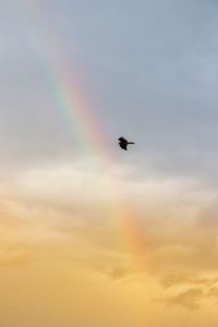 Low angle view of bird flying in sky