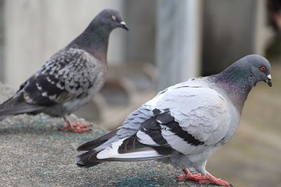 Close-up of bird perching outdoors