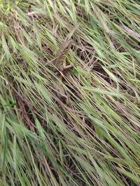 Full frame shot of crops growing on field