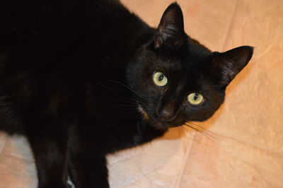 Close-up portrait of black cat