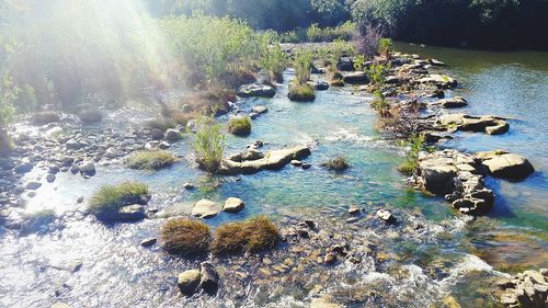 Plants in water