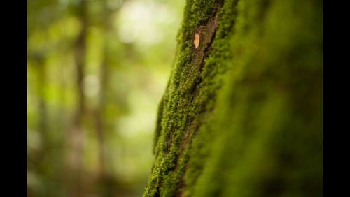 Close-up of tree trunk