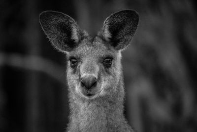 Close-up portrait of kangaroo