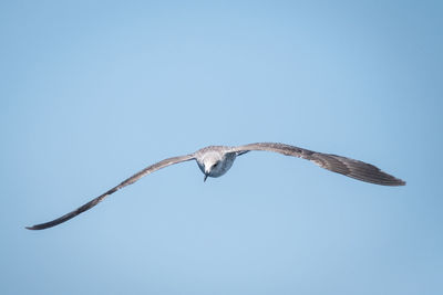 Low angle view of seagull flying in sky