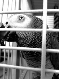 Close-up of parrot in cage