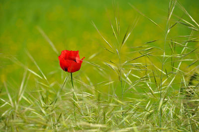 Close-up of red poppy flower on field