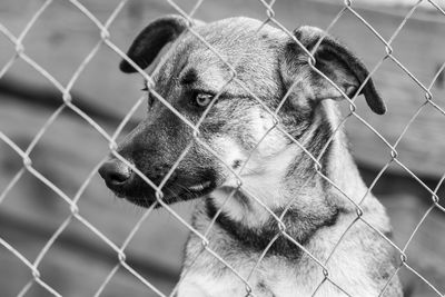 Close-up of dog looking through chainlink fence