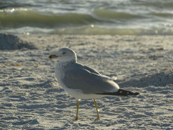 Seagull perching on a beach