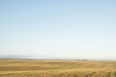 Scenic view of field against clear sky