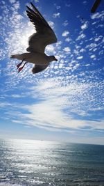 Bird flying over sea against blue sky