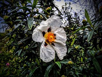 Close-up of white flower on plant